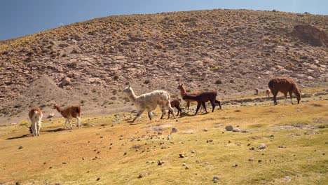 group of beautiful llamas and cubs in the highlands of atacama desert, chile, south america