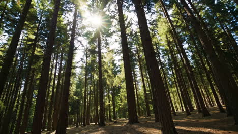 sunlight filtering through tall pine trees in a dense forest