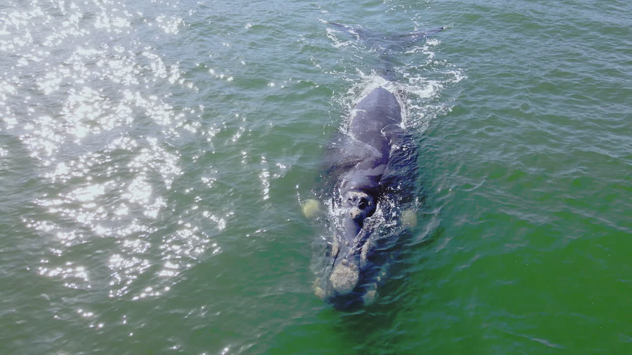 은 색의 남쪽 오른쪽 고래 (eubalaena australis) 는 공중에서 느리게 수영합니다.