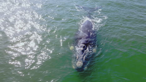 Brindle-colored-southern-right-whale-Eubalaena-australis-swims-leisurely,-aerial