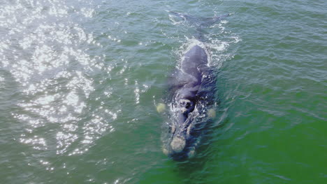 brindle-colored southern right whale eubalaena australis swims leisurely, aerial