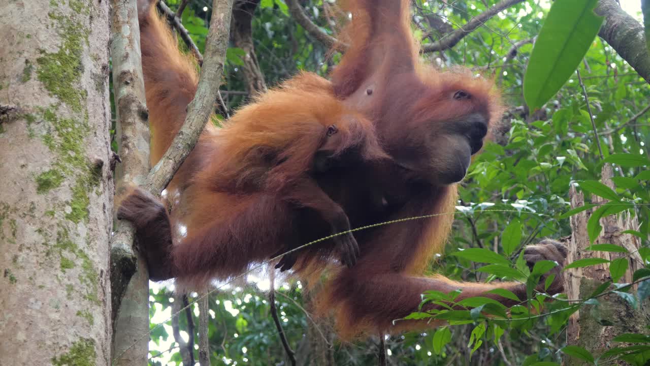 Ripresa al rallentatore di una madre orangutan con il suo tenero cucciolo che scorteccia un albero a Bukit Lawang, Sumatra, Indonesia