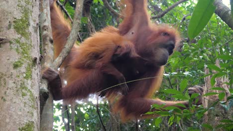 slow motion shot of orangutan mother with cute baby peeling tree in bukit lawang, sumatra, indonesia