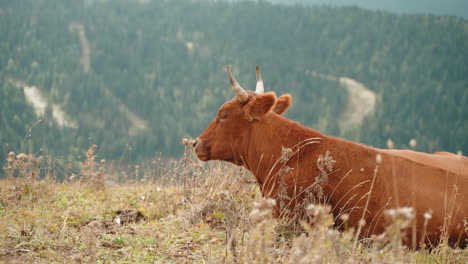 brown cow resting in a mountain meadow