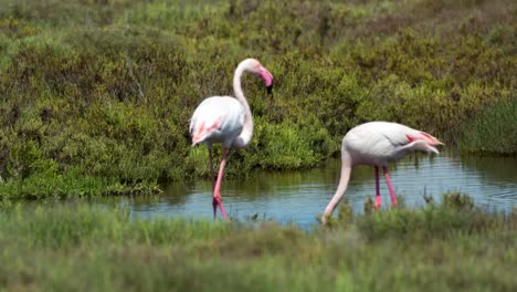 Flamencos-Carmargue-58