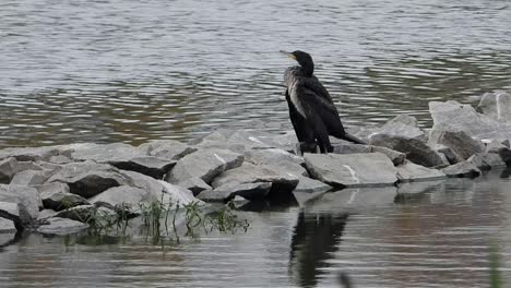 Ein-Einzelner-Vogel-Sitzt-Ruhig-Im-Stein-Auf-Der-Rückseite-Des-Fließenden-Wassers