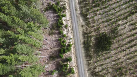 Antena-De-Drones-Sobre-El-Borde-De-Un-Bosque-De-Pinos-Y-Un-Camino-De-Tierra-Para-Conducir