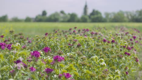 hermoso campo de flores en un día soleado