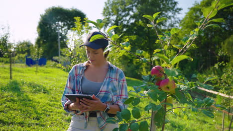 woman farmer inspecting apple trees in orchard with tablet