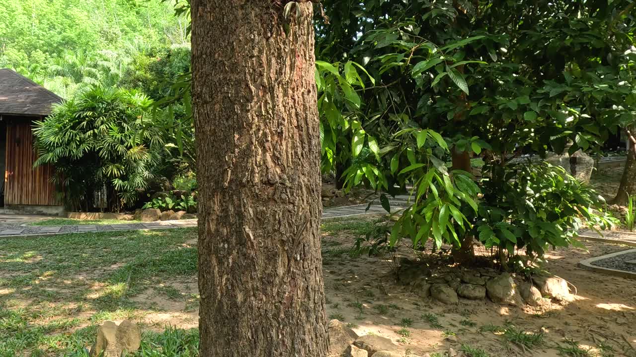 дерево скрывает и раскрывает деревенский садовый сарай