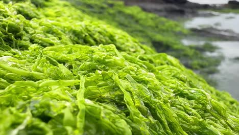 closeup of neon green seaweed on the seashore in oregon, usa