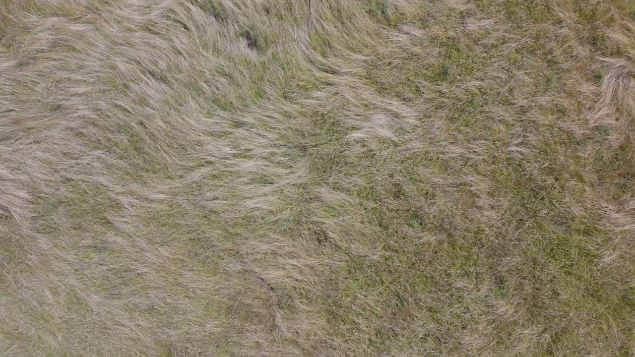 vista aérea de un campo de hierba soplando en el viento