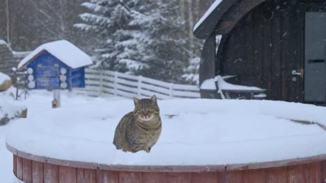 funny cat standing on freezing snowed environment while snowing