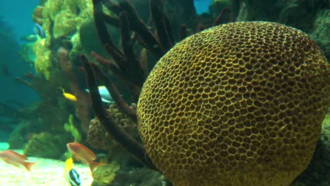 hermosos peces de arrecife de colores bajo el agua