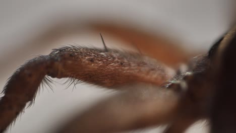 brown spider on white