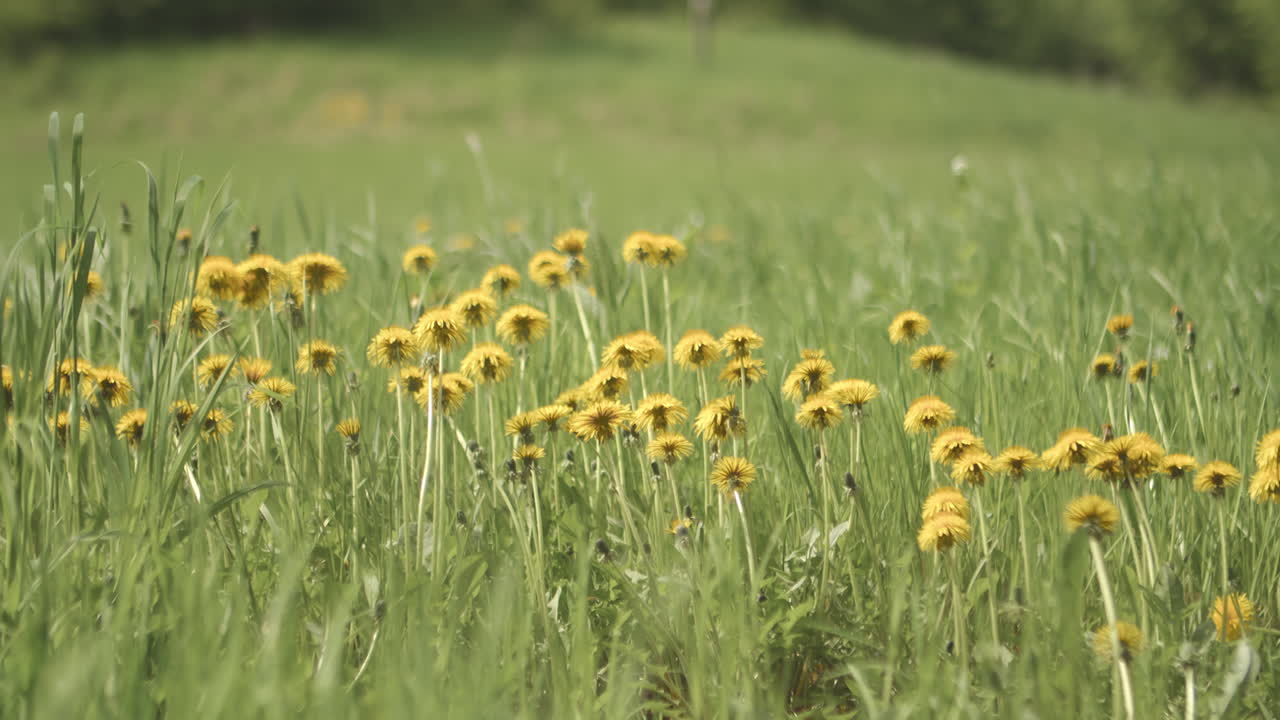 dientes de león bailando en el viento en un prado de primavera