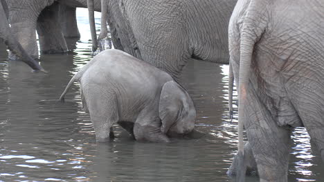 A-baby-elephant-who-hasn't-learned-to-use-his-trunk-yet-bends-down-to-drink-water-with-his-mouth