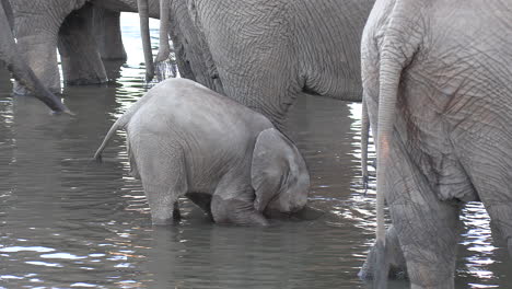 a baby elephant who hasn't learned to use his trunk yet bends down to drink water with his mouth