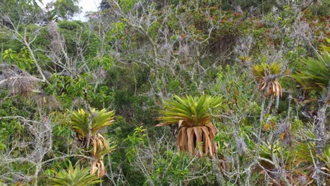 tropical rainforest with dwarf bromeliad plants in colombia, south america