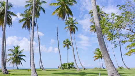 drone flight through tall palm trees against blue sky on caribbean coastline