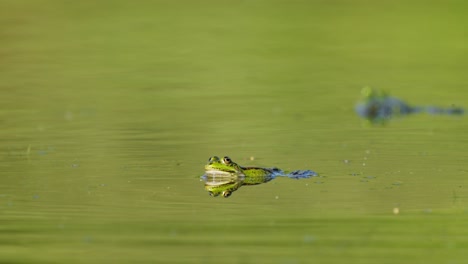 green frog in pond using legs to swim creating ripples