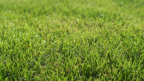 Lush-green-grass-on-the-lawn,-trimmed-evenly.-Slider-shot