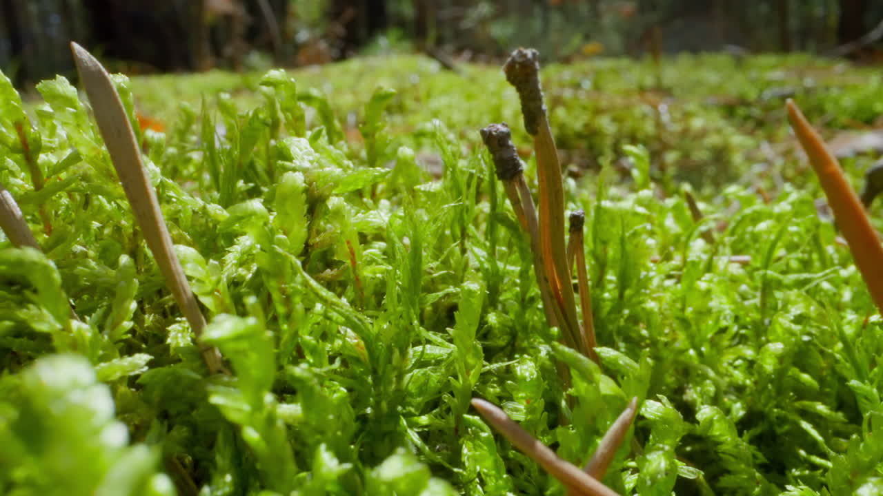 agujas de pino caídas en la hierba en el campo en cámara lenta