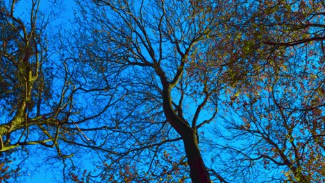 Forest-Blu-sky-evening-sky-trees,-flowers,-branches,-beautiful-greenish-plants-in-Pildammsparken-Malmö-Sweden