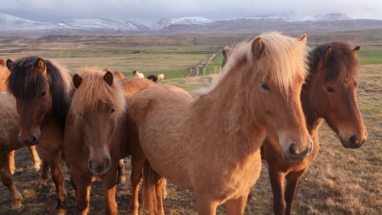 vista de cerca de los caballos de islandia ponies de pie en un campo durante la puesta de sol