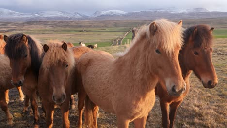 close-up view of iceland horses ponies standing on a countryside during sunset