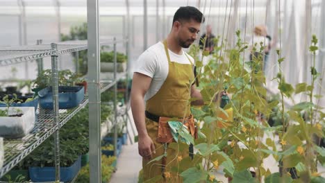 Un-Apuesto-Trabajador-De-Nacionalidad-árabe-Rocía-Plantas-En-Un-Invernadero