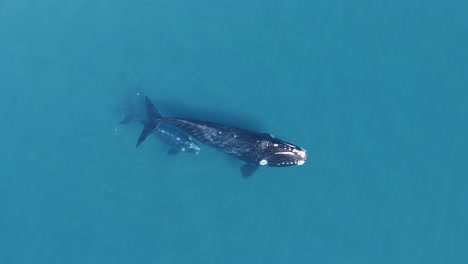 Southern-Right-Whales,-in-the-Nuevo-Gulf-,-UNESCO-World-Heritage-site---Aerial,-top-down,-drone-view