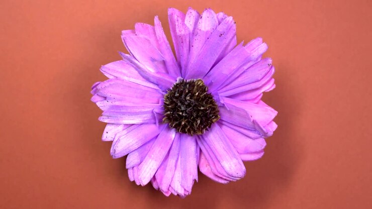 Lilac colored cosmos flower fast spinning on a rotating brown background.