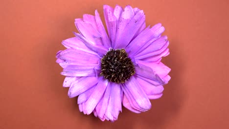 lilafarbene kosmosblume, die sich schnell auf einem rotierenden braunen hintergrund dreht.