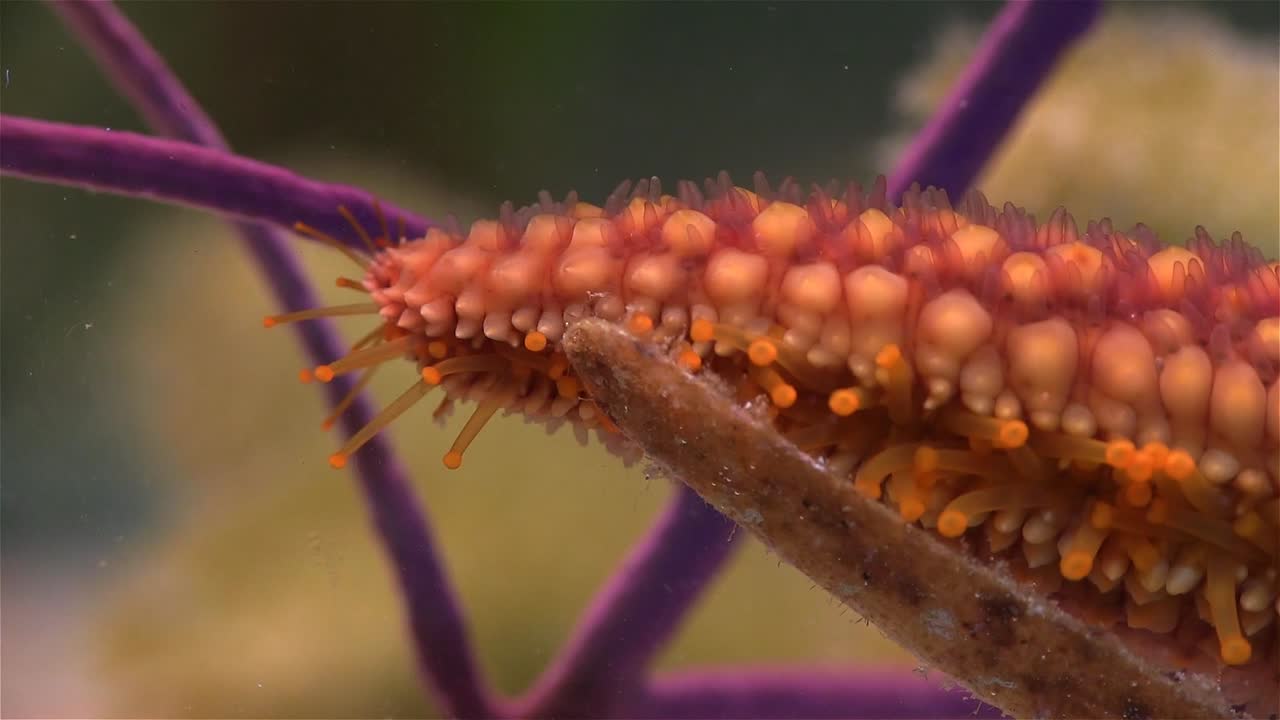 крупный план нижней стороны ноги ползущей морской звезды