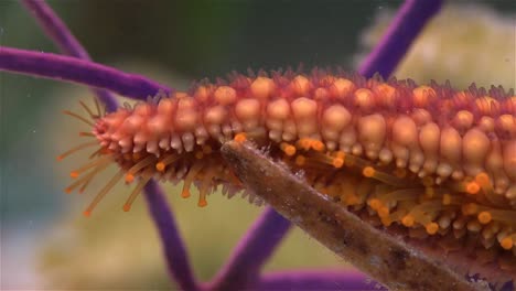 gros plan du dessous d'une jambe d'étoile de mer rampant