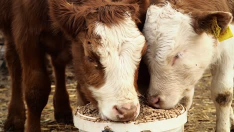 creep feeding for calves video footage