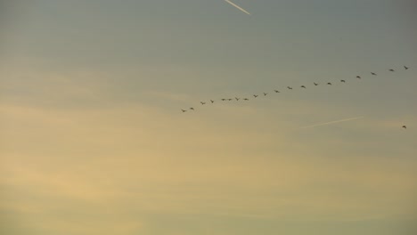 Pájaros-Volando-En-Formación-Av-Durante-La-Puesta-De-Sol