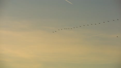 birds flying in a v formation during sunset