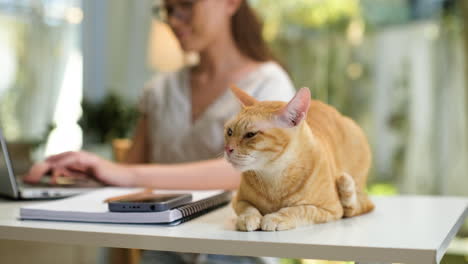 mujer trabajando en una computadora portátil con gato