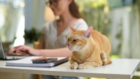 woman working on laptop with cat