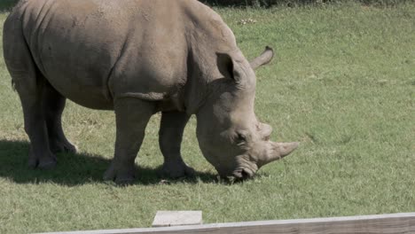 un rinoceronte pasta en un campo mientras camina lentamente - toma cerrada