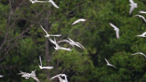 Los-Charranes-Son-Aves-Marinas-Que-Se-Pueden-Encontrar-En-Todo-El-Mundo-En-El-Mar,-Ríos-Y-Otros-Cuerpos-De-Agua-Más-Amplios