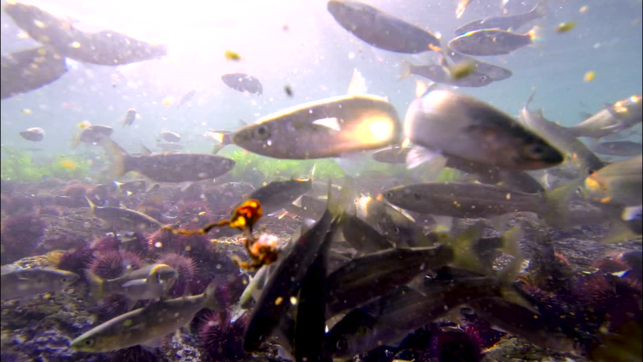 Fish go into feeding frenzy as fresh uni is presented near seabed in Atlantic