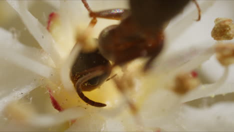 extreme macro ant in nature eating nectar from white flower