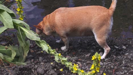 Chihuahua,-Der-Sich-In-Der-Nähe-Eines-Flusses-Im-Schlamm-Wälzt