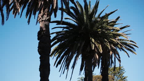 Palm-trees,-Sydney-summer-2018