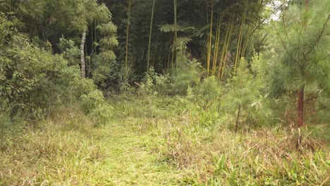 Wanderer-Sicht-Zu-Fuß-Auf-Dem-Weg-Durch-Den-Grünen-Amazonas-Tropenwald