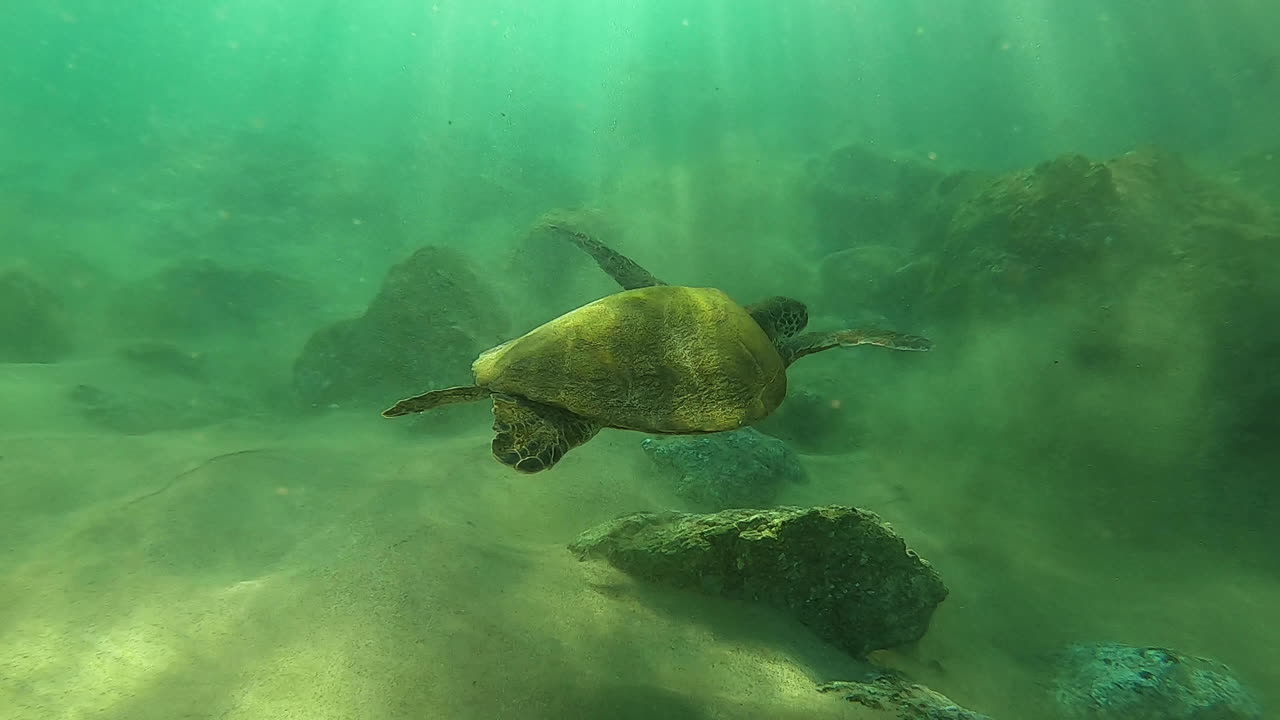 Green Sea Turtle Swimming Underwater