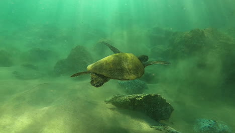 green sea turtle swimming underwater